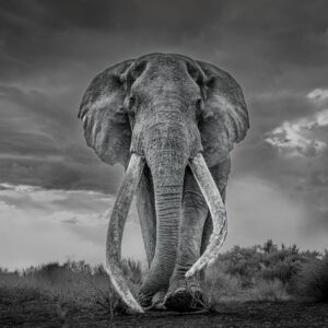 Captain Oh My Captain