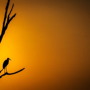 Good Evening