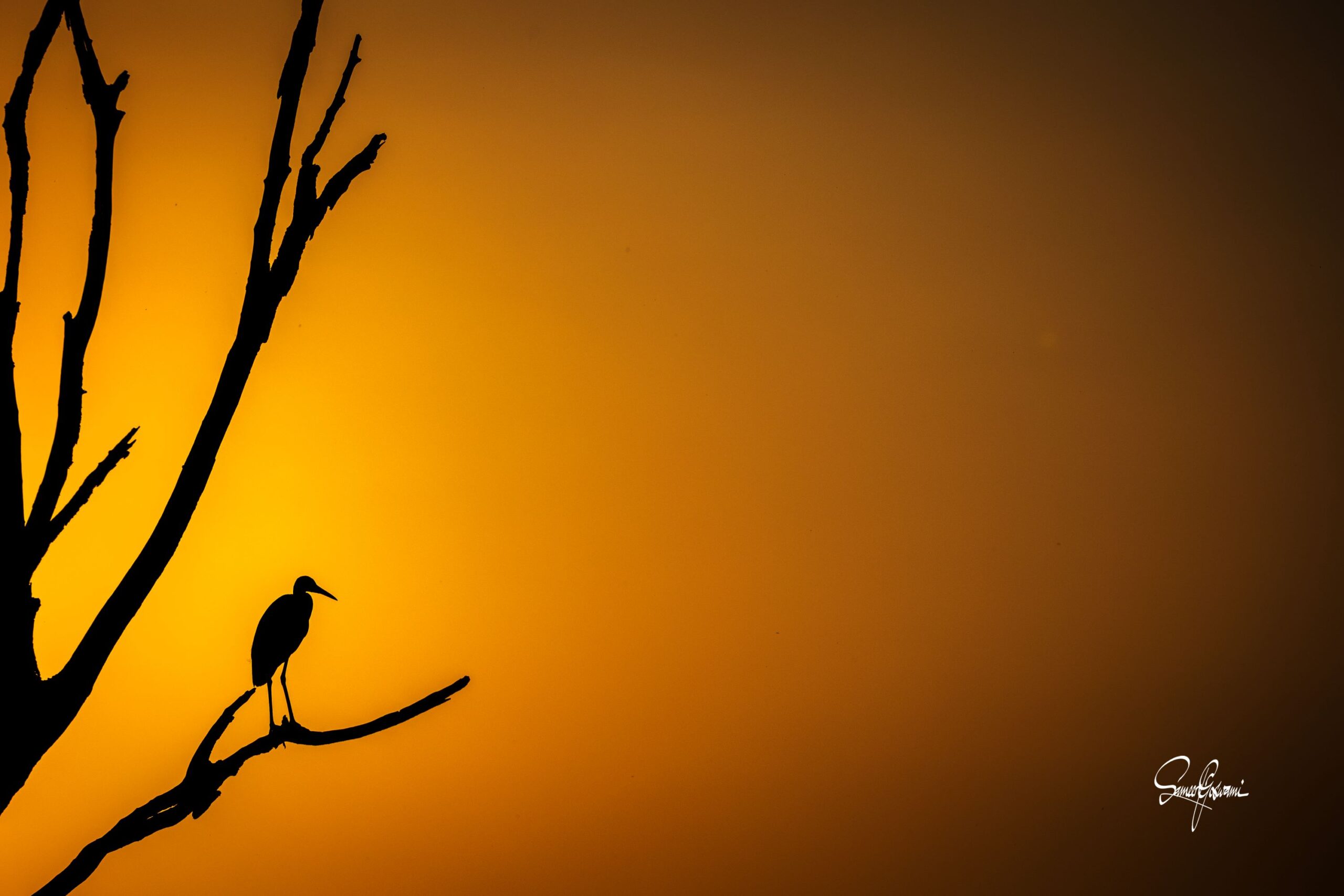 Good Evening