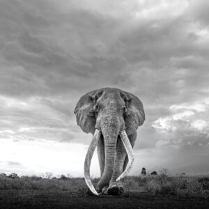 Captain Oh My Captain - Wide