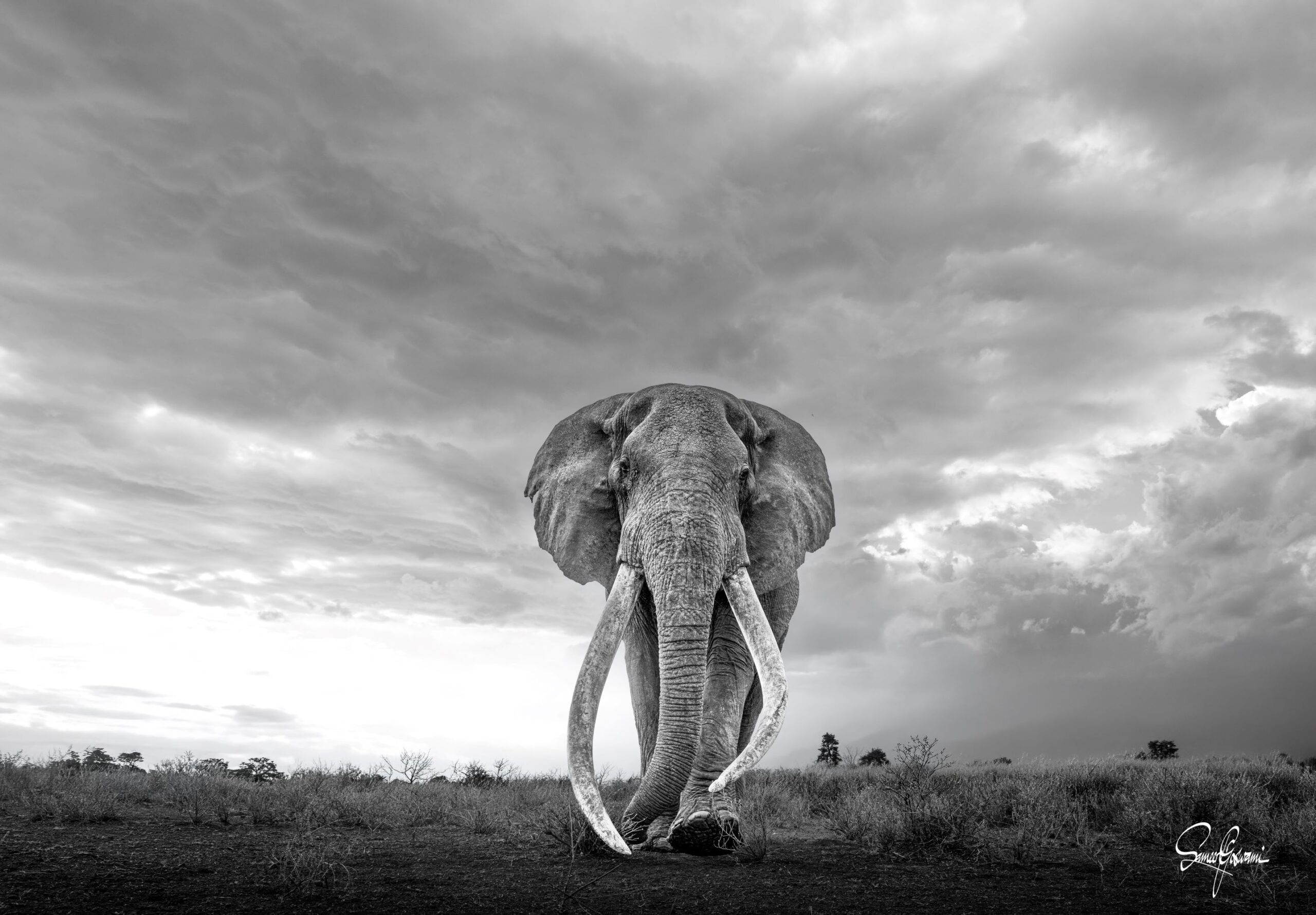 Captain Oh My Captain - Wide