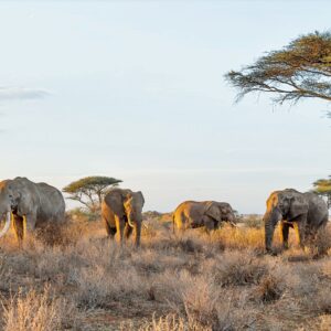 Captain Oh My Captain - Wide