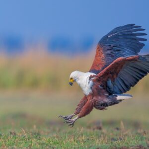Fish Eagle