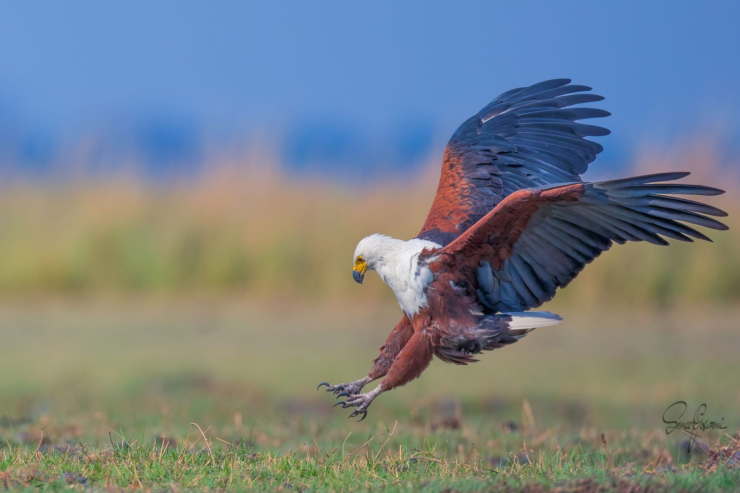 Fish Eagle