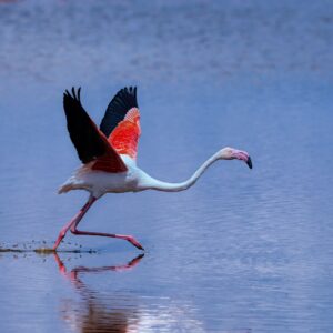 Running Flamingoes