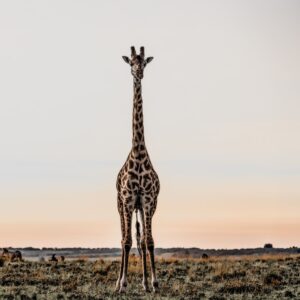 Giraffe-7695