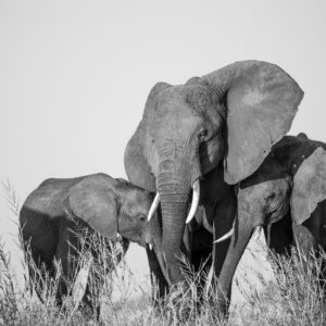 Mother's Love