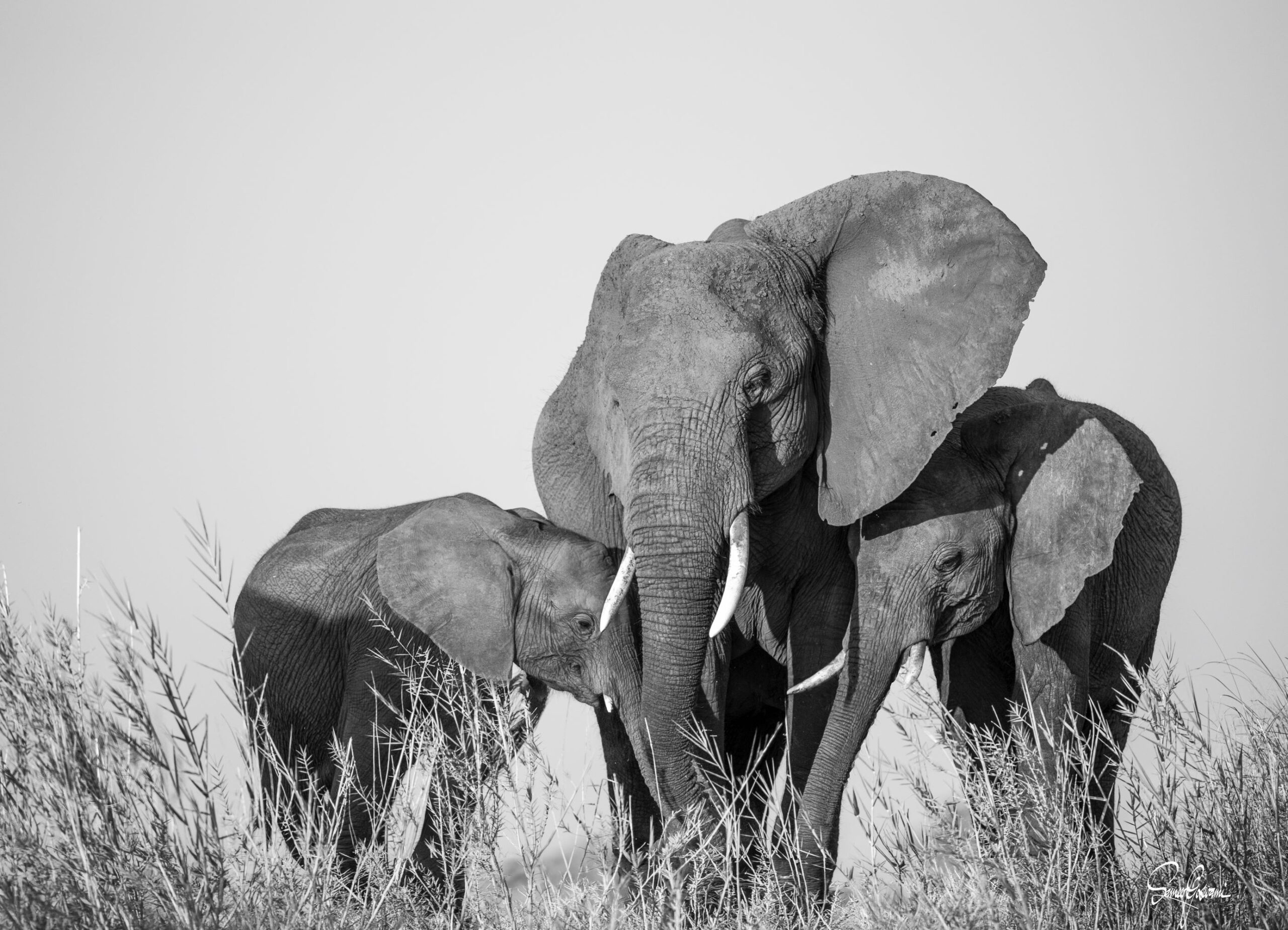 Mother's Love