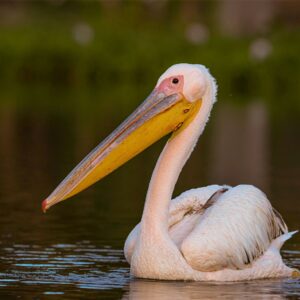Pelican