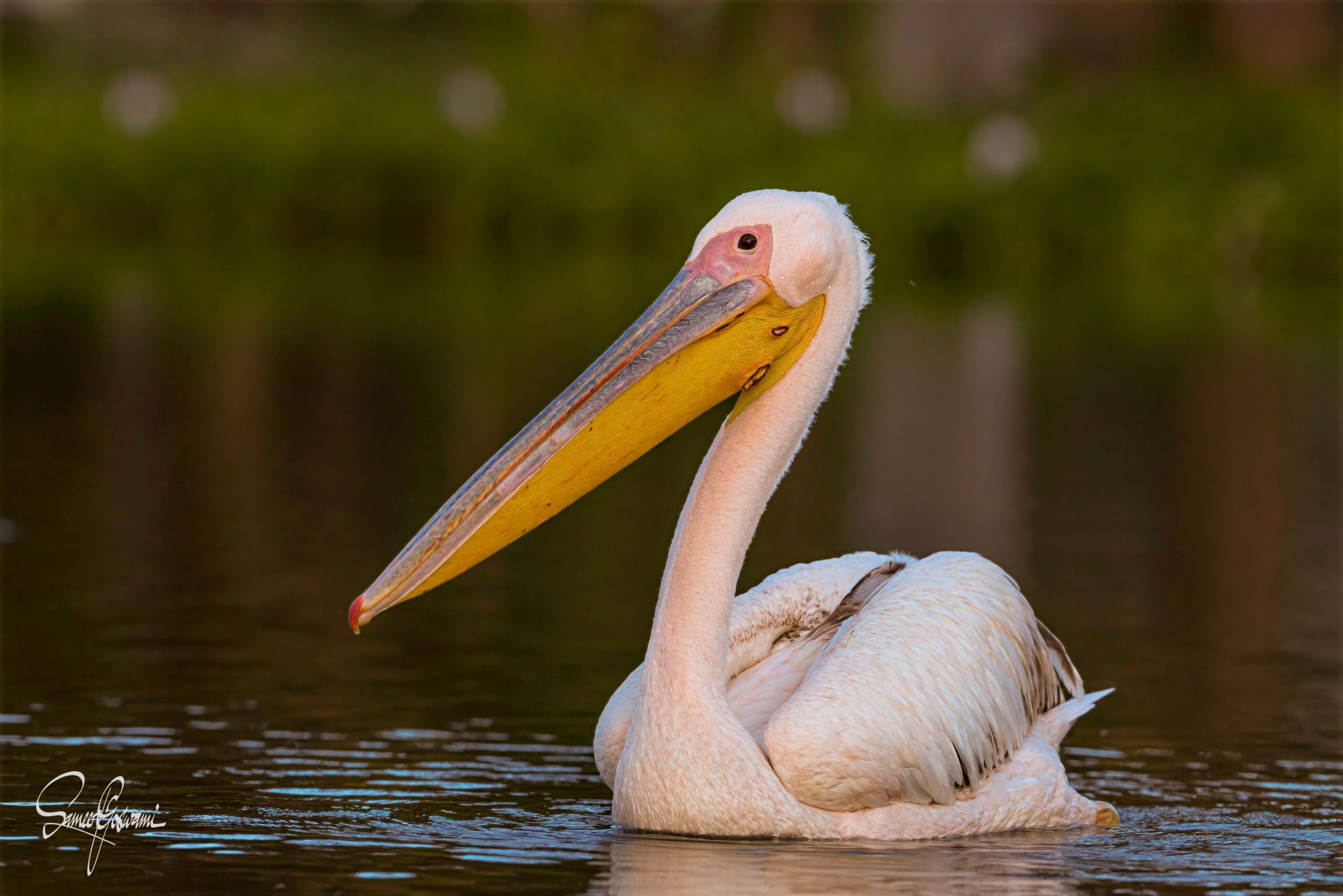 Pelican