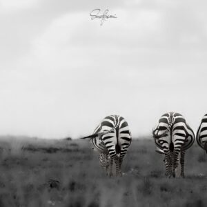 Zebra-8224