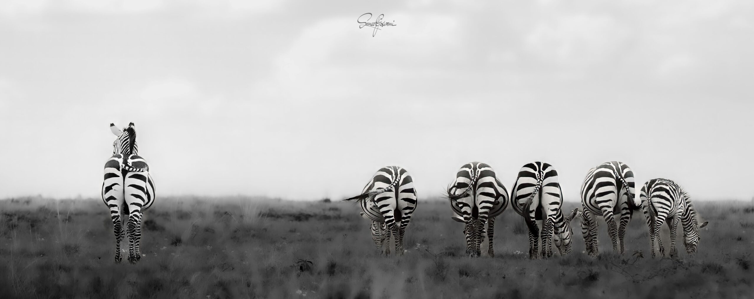 Zebra-8224